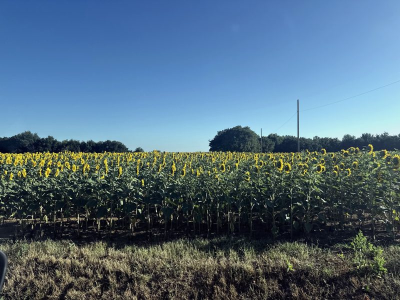 Tourteau de tournesol expeller